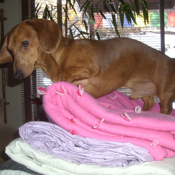 Meet your Posher, Paisley Tweed - Picture 5 of 8